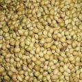 Coriander-seeds