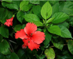 Hibiscus Leaves