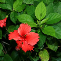 Hibiscus Leaves