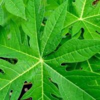 Papaya Leaves