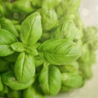 Basil