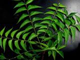 neem-leaves-651913_1920