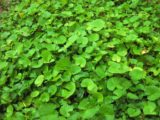 pennywort