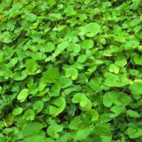 Pennywort